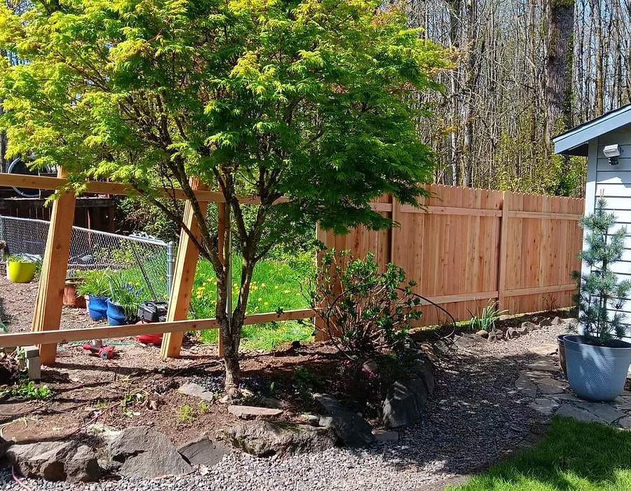 Cedar fence with garden and Japanese maple